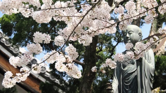 金戒光明寺の桜