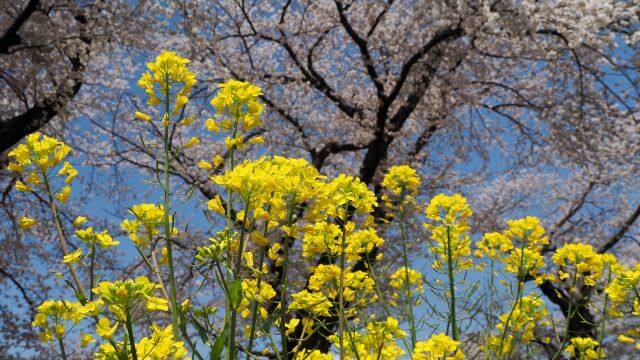 白石川堤の桜と菜の花