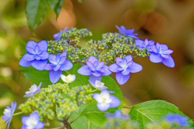 紫陽花