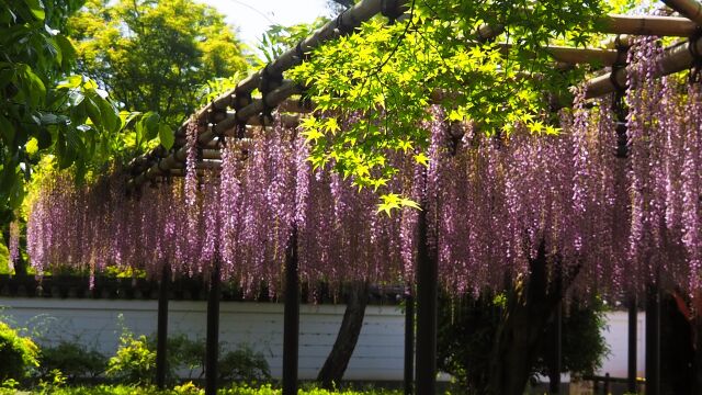 平等院の藤と青もみじ