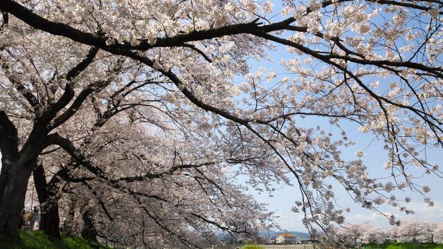 白石川堤の桜