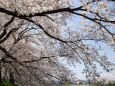 白石川堤の桜