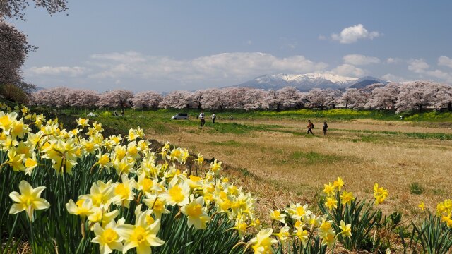 白石川堤の桜と水仙