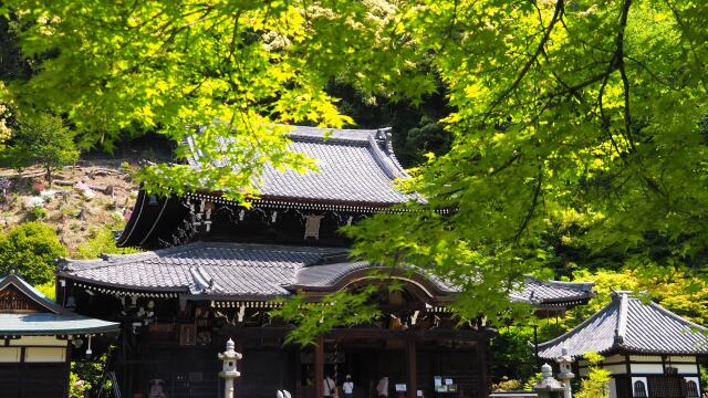 春の三室戸寺