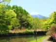 新緑と富士山