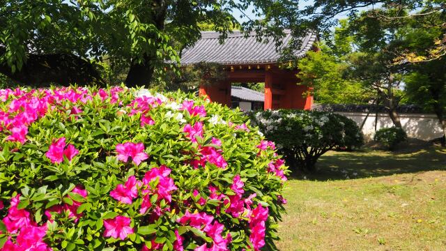 春の平等院