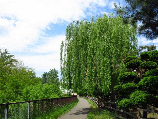 ゆうれい柳の通り道