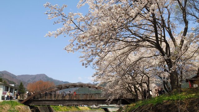 河口湖の桜