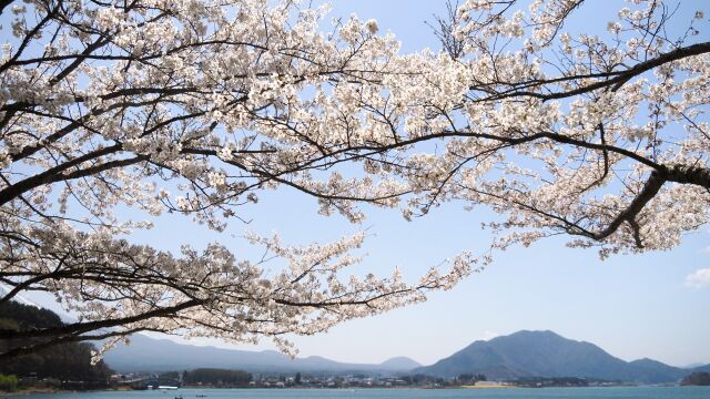 河口湖の桜