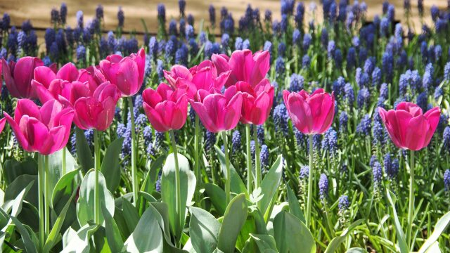 昭和記念公園のチューリップ