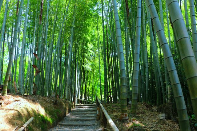 高台寺5月の竹林