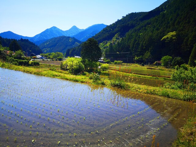 新緑の里山