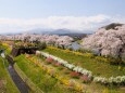 白石川堤の千本桜