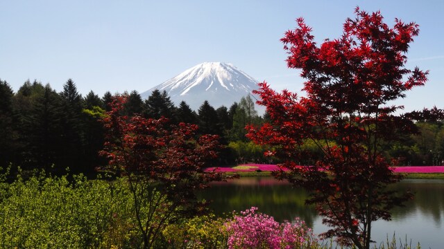 富士芝桜まつり