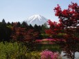 富士芝桜まつり