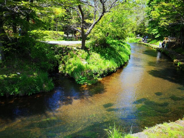 新緑の忍野八海