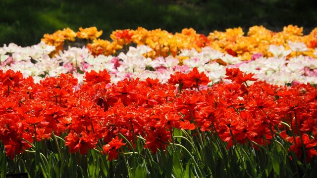 昭和記念公園のチューリップ