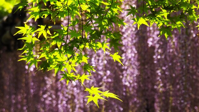 平等院の藤と青もみじ