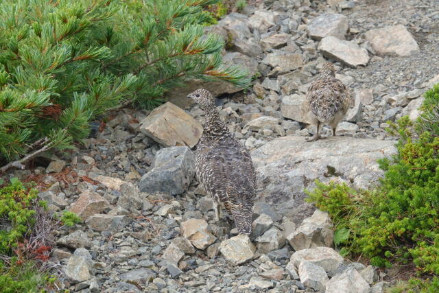 仙丈ヶ岳のママ雷鳥