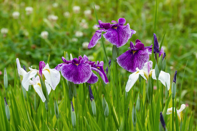 花菖蒲