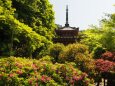 春の三室戸寺