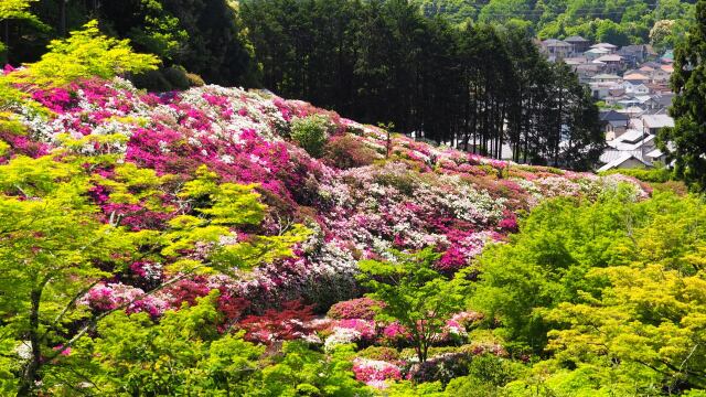 三室戸寺のツツジ