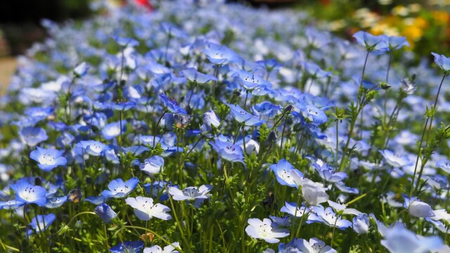 芝公園のネモフィラ