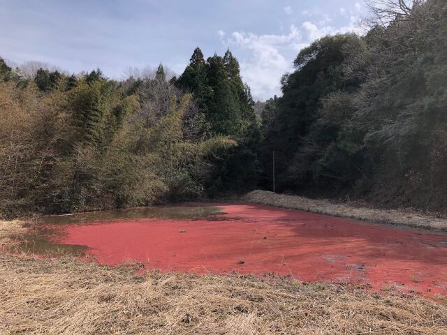 紅い田んぼ