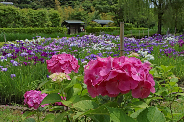 紫陽花