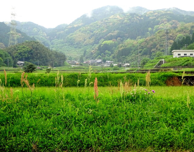 山村集落春から初夏へ