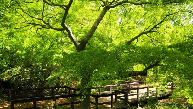 昭和記念公園の青もみじ