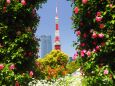 芝公園のバラと東京タワー