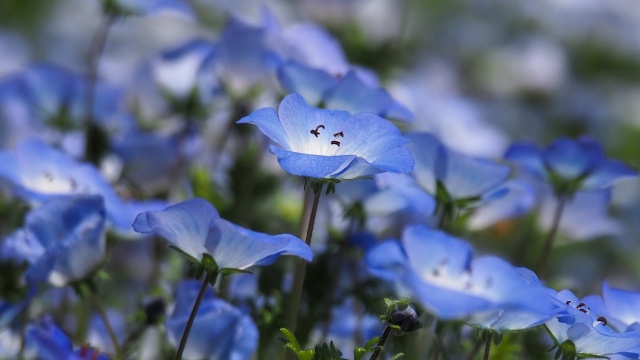 芝公園のネモフィラ