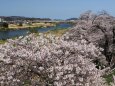 白石川堤の千本桜