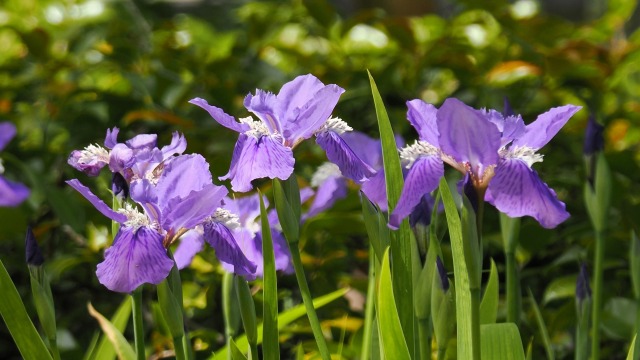 昭和記念公園のイチハツ