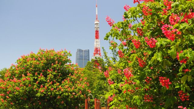 ベニバナトチノキと東京タワー