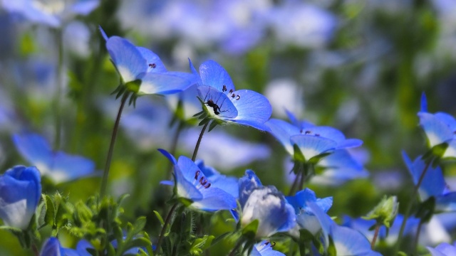 芝公園のネモフィラ