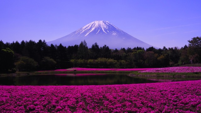 富士芝桜まつり