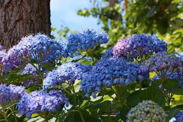 紫陽花