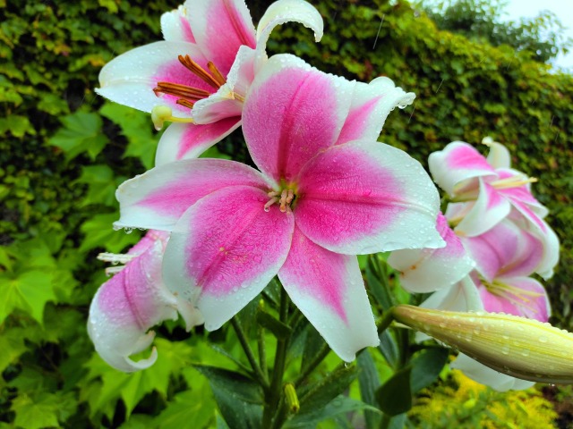 雨にぬれるユリの花