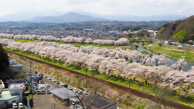 白石川堤の千本桜