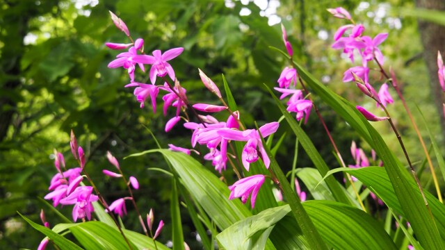 万葉植物園のシラン