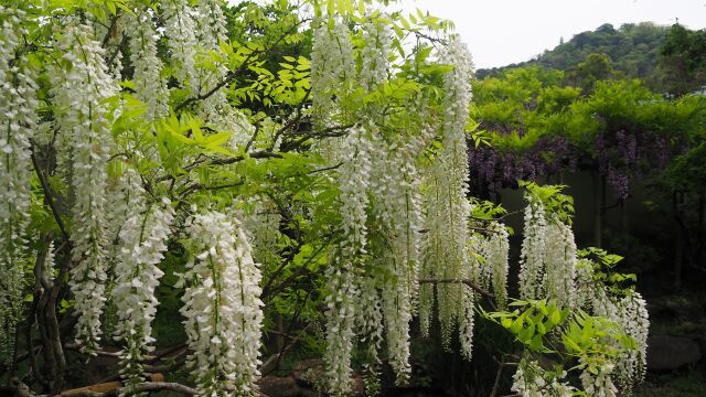 万葉植物園の藤