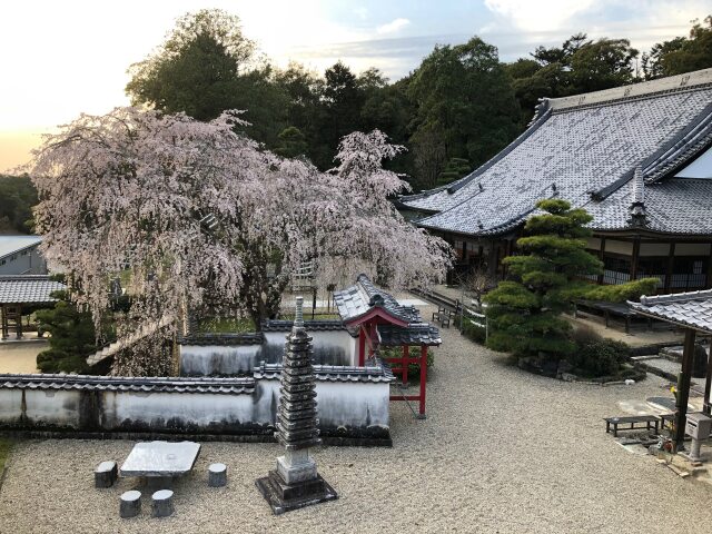 春の高月院