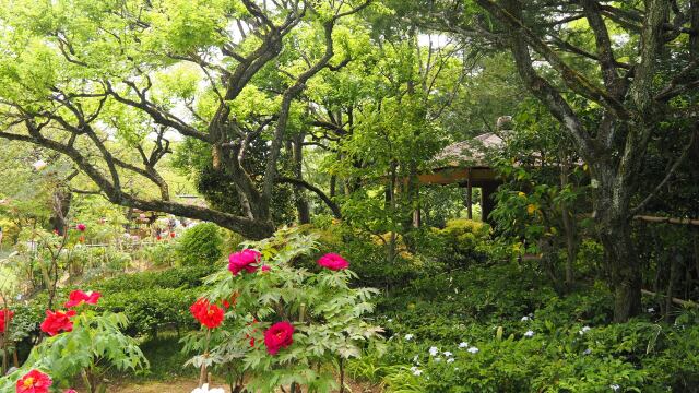 春の昭和記念公園