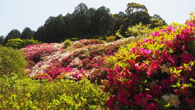 三室戸寺のツツジ