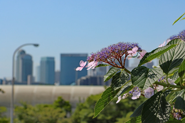 紫陽花