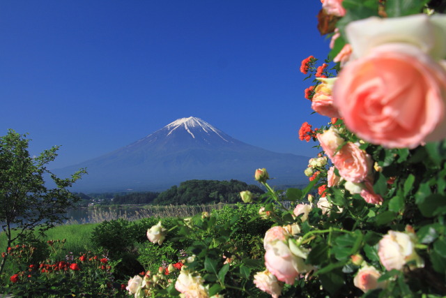 バラと富士山