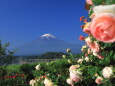 バラと富士山