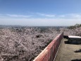 桜の展望台